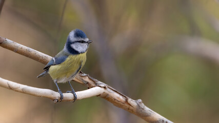 blue tit on branch © Mehmet