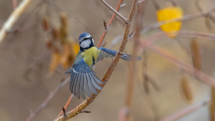 blue tit on branch © Mehmet