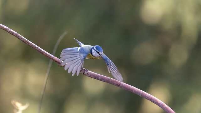 blue tit on branch - Powered by Adobe