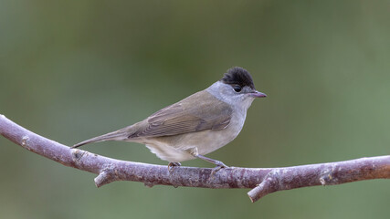 Male Eurasian Blackcap © Mehmet