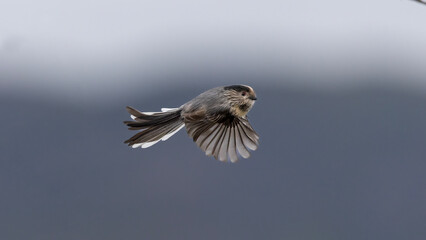 Long tailed Tit © Mehmet