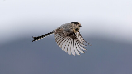 Long tailed Tit © Mehmet