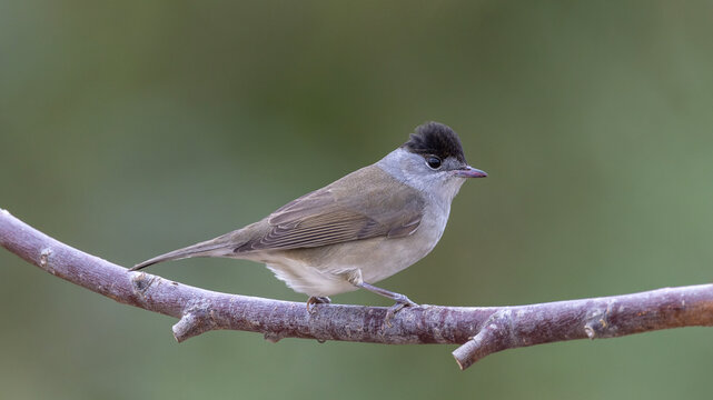 Male Eurasian Blackcap