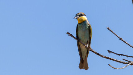 European Bee Eater