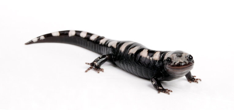 Marbled salamander // Marmor-Querzahnmolch, Marmorsalamander (Ambystoma opacum)