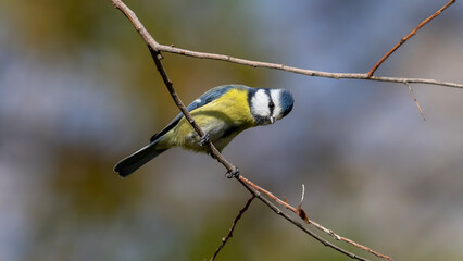blue tit on branch © Mehmet