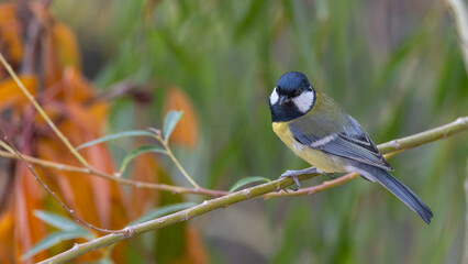 great tit parus major © Mehmet