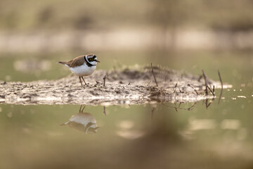 Symmetry in the Wetlands: Charadrius dubius at the Pond