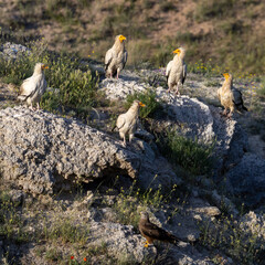 Egyptian Vultures perched on the rock