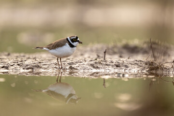 A Little Ringed Plover (Charadrius dubius) standing on river pebbles. Its striking yellow eye-ring and black breast band are captured in crisp detail.