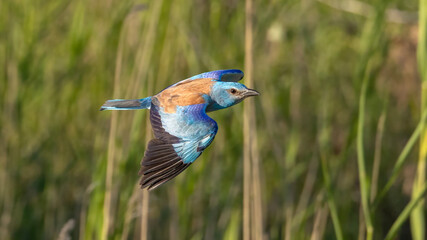 European Roller