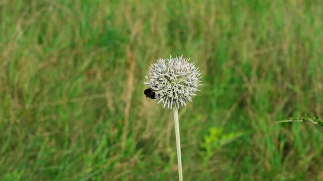 A medium-shot video shows a single globe thistle flower, with a bumblebee moving over it while searching for nectar. Green grass is visible behind the flower.