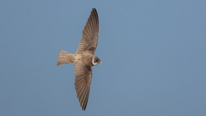 Sand Martin flying.