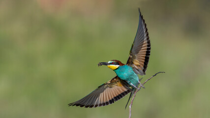 European Bee-Eater.