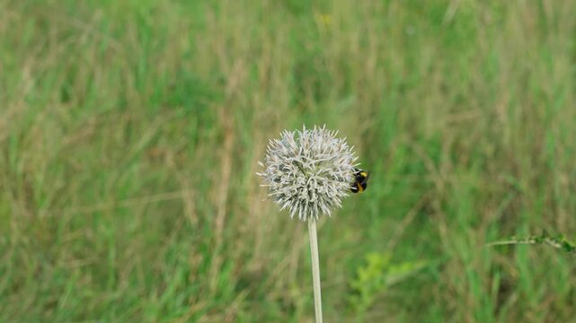 A medium-shot video shows a single globe thistle flower, with a bumblebee moving over it while searching for nectar. Green grass is visible behind the flower.