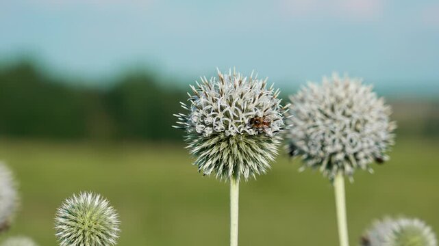 A large, round, white globe thistle  flower with bees on it. Several more similar flowers are visible further back. The background is blurred.