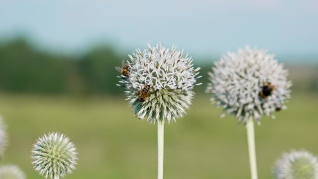 A large, round, white globe thistle  flower with bees on it. Several more similar flowers are visible further back. The background is blurred.