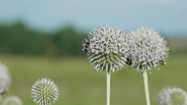 A large, round, white globe thistle  flower with bees on it. Several more similar flowers are visible further back. The background is blurred.