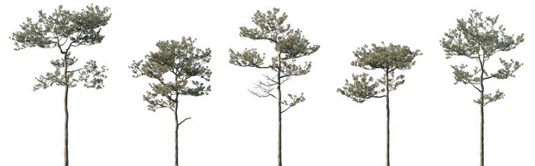 Obraz premium Set of Pinus elliottii (commonly known as slash pine) frontal isolated png on a transparent background perfectly cutout