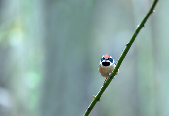 Chestnut and Black: The Colors of a Moving Bushtit © tahir