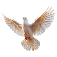 A graceful white dove in full flight, showcasing its wings in a display of freedom and peace