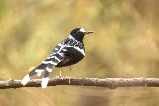 A Detailed Study of the Spotted Forktail