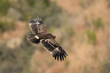 Obraz premium High Altitude View: Steppe Eagle Aerial Portrait