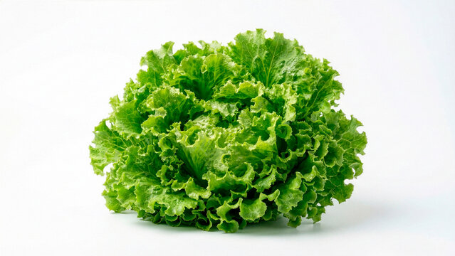Alface Crespa, Fresh Green Leaf Lettuce Head Isolated on White Background, Studio Food Photography