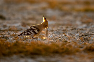A Common Hoopoe searching for prey in dry earth. The backlit scene highlights the texture of the dust and the bird's long, curved bill as it strikes the ground. © tahir