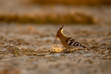 Atmospheric wildlife shot: A Hoopoe in a dusty field at sunset. The low sun creates a dramatic rim light around its silhouette and the swirling dust motes. © tahir