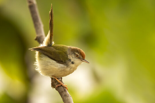 Lush Habitat: Common Tailorbird Surveying from a Fig Perch
