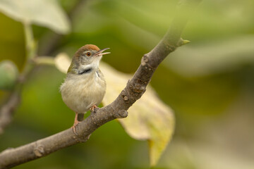 Obraz premium A male Common Tailorbird performing its morning chorus. The bird is perched on a slender branch against a creamy bokeh background, emphasizing its energetic posture.
