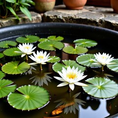 Tranquil Pond with Vibrant White Water Lilies and Lush Green Lily Pads Reflecting in Calm, Clear Water Under Soft Natural Daylight Surrounded by Stone Borders