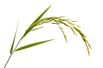 Close-up of a fresh green rice stalk, a symbol of growth and prosperity . Isolated on transparent background, png