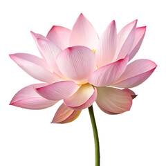Beautiful pink lotus flower isolated on white background