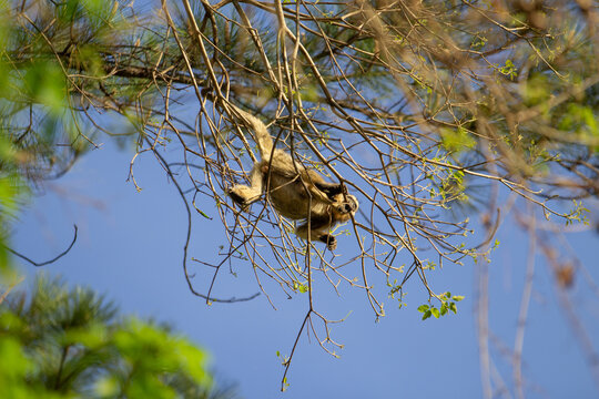 Um macaco bugio femea, empoleirada em galhos de um ip&ecirc; sem flores, em dia claro com c&eacute;u azul ao fundo.