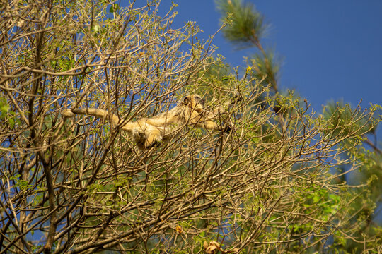 Um macaco bugio f&ecirc;mea se locomovendo pelos galhos de um ip&ecirc; sem flores.