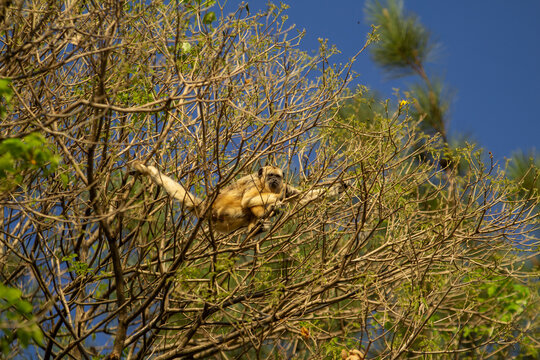 Um macaco bugio f&ecirc;mea se locomovendo pelos galhos de um ip&ecirc; sem flores.