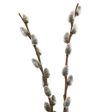 Pussy willow branches isolated on white background. Spring nature element, minimal floral arrangement, ideal for Easter, greeting cards, and floral design.