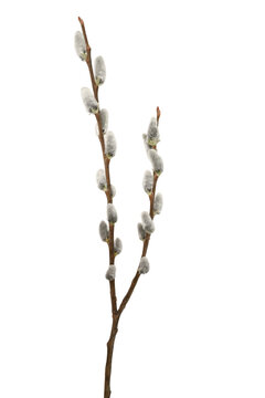 Pussy willow branches isolated on white background. Soft fluffy catkins on brown twigs. Spring nature element, ideal for Easter, greeting cards and floral design.