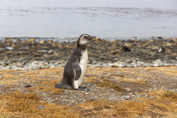 Fototapeta premium Magellan penguin standing on coastal terrain with natural wildlife habitat, South America fauna, bird species detail, nature conservation theme and animal behavior scene