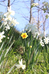 Fototapeta premium Narcisse jaune (Narcissus pseudonarcissus) et Merisier (Prunus avium)