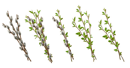 Collection of spring branches isolated on white. Pussy willow branches with soft gray catkins and fresh spring twigs with green leaves. ideal for Easter, floral compositions, and greeting cards. © Yuliia