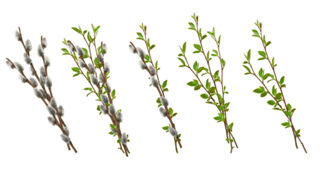 Collection of spring branches isolated on white. Pussy willow branches with soft gray catkins and fresh spring twigs with green leaves. ideal for Easter, floral compositions, and greeting cards.