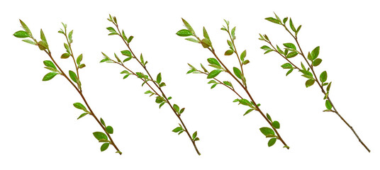 Collection of fresh spring branches with green leaves isolated on white. Botanical set, symbol of new growth, freshness, and early spring nature.