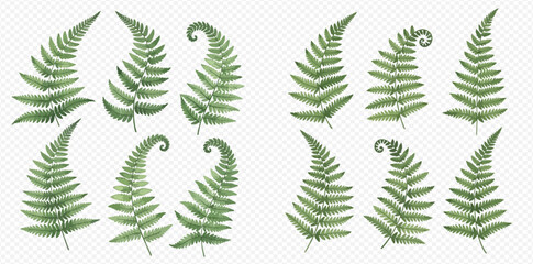 Collection of green fern leaves, natural forest plant elements, botanical illustration set. © Akun
