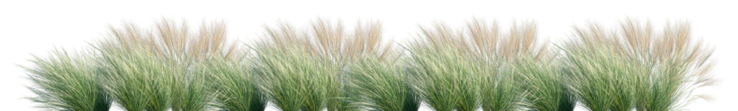 Set of Nassella tenuissima (or Mexican feathergrass) isolated frontal png on a transparent background perfectly cutout