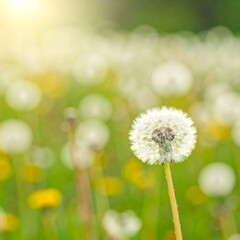 Sunny dandelion field