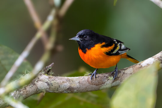 The Baltimore oriole, Icterus galbula, is a small icterid blackbird