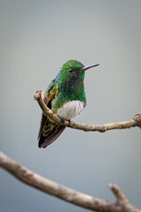 Fototapeta premium The snowy-bellied hummingbird, Saucerottia edward, also known as snowy-breasted